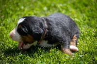 Pink Girl, a female Bernese Mountain Dog for sale in Shelbina, MO – 2 of 10