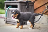 Black Girl, a female Bernese Mountain Dog for sale in Shelbina, MO – 5 of 10