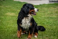 Orange Boy, a male Bernese Mountain Dog for sale in Shelbina, MO – 8 of 10