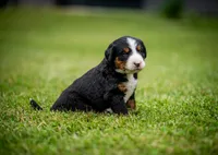 Pink Girl, a female Bernese Mountain Dog for sale in Shelbina, MO – 3 of 10