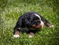 Green Boy, a male Bernese Mountain Dog for sale in Shelbina, MO – 2 of 10