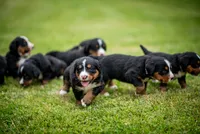 White Girl, a female Bernese Mountain Dog for sale in Shelbina, MO – 3 of 10