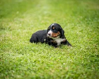 Gray Girl, a female Bernese Mountain Dog for sale in Shelbina, MO – 2 of 10