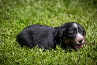 Blue Boy, a male Bernese Mountain Dog for sale in Shelbina, MO – 2 of 10