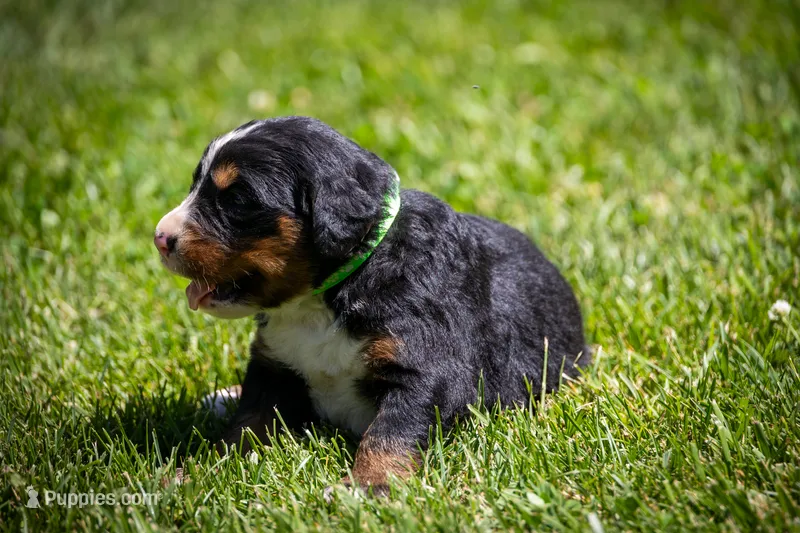 Light Green Girl – Bernese Mountain Dog puppy for sale in Shelbina, MO