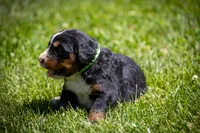 Light Green Girl, a female Bernese Mountain Dog for sale in Shelbina, MO – 1 of 10