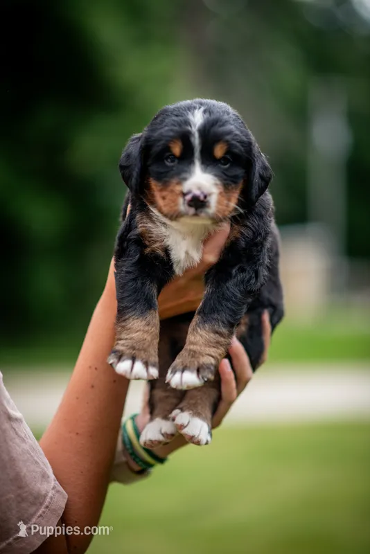 Gray Girl – Bernese Mountain Dog puppy for sale in Shelbina, MO
