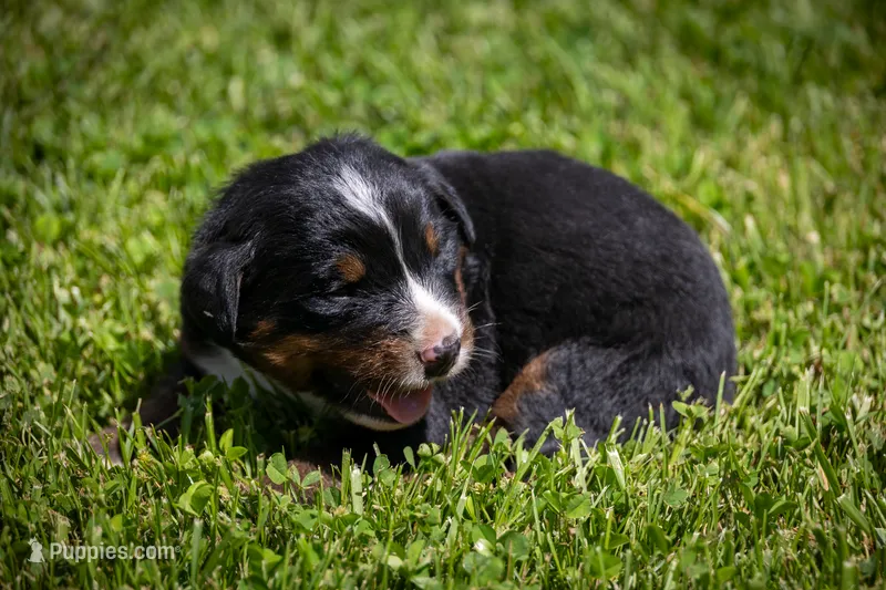 Blue Boy – Bernese Mountain Dog puppy on hold in Shelbina, MO