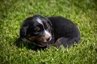 Blue Boy, a male Bernese Mountain Dog for sale in Shelbina, MO – 1 of 10