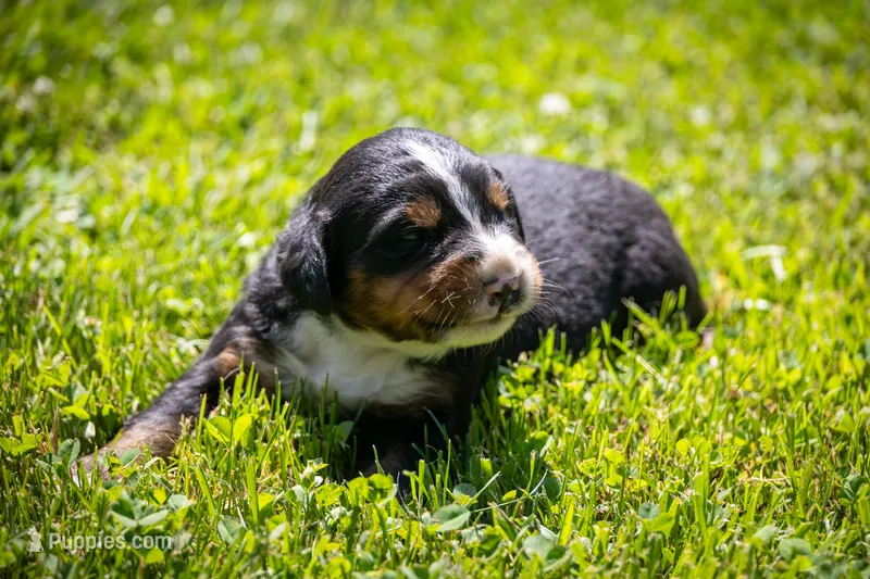 Gray Girl – Bernese Mountain Dog puppy for sale in Shelbina, MO