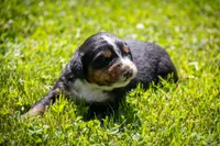 Gray Girl, a female Bernese Mountain Dog for sale in Shelbina, MO – 1 of 10