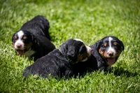 Blue Boy, a male Bernese Mountain Dog for sale in Shelbina, MO – 6 of 10