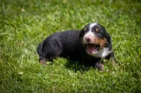 Orange Boy, a male Bernese Mountain Dog for sale in Shelbina, MO – 2 of 10