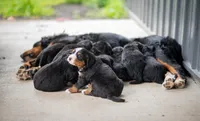 Gray Girl, a female Bernese Mountain Dog for sale in Shelbina, MO – 6 of 10
