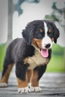 Green Boy, a female Bernese Mountain Dog for sale in Shelbina, MO – 2 of 9