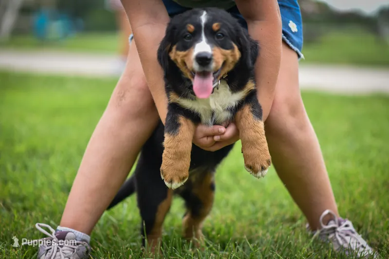 Black Girl – Bernese Mountain Dog puppy for sale in Shelbina, MO