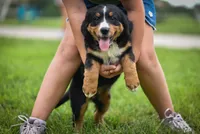 Black Girl, a female Bernese Mountain Dog for sale in Shelbina, MO – 1 of 10