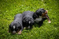 Purple Girl, a female Bernese Mountain Dog for sale in Shelbina, MO – 6 of 10