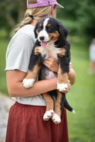 Green Boy, a female Bernese Mountain Dog for sale in Shelbina, MO – 4 of 9