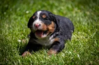 Light Green Girl, a female Bernese Mountain Dog for sale in Shelbina, MO – 2 of 10