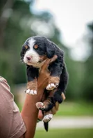 Pink Girl, a female Bernese Mountain Dog for sale in Shelbina, MO – 2 of 10