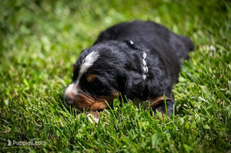 Black Girl – Bernese Mountain Dog puppy for sale in Shelbina, MO