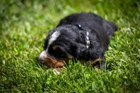 Black Girl, a female Bernese Mountain Dog for sale in Shelbina, MO – 1 of 10