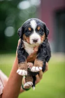 White Girl, a female Bernese Mountain Dog for sale in Shelbina, MO – 2 of 10
