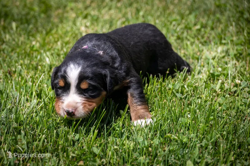 Purple Girl – Bernese Mountain Dog puppy for sale in Shelbina, MO