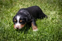 Purple Girl, a female Bernese Mountain Dog for sale in Shelbina, MO – 1 of 10