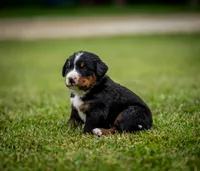 Orange Boy, a male Bernese Mountain Dog for sale in Shelbina, MO – 2 of 10