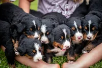 Green Boy, a female Bernese Mountain Dog for sale in Shelbina, MO – 8 of 9
