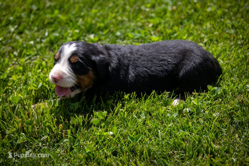 Pink Girl – Bernese Mountain Dog puppy for sale in Shelbina, MO
