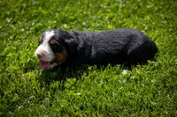 Pink Girl, a female Bernese Mountain Dog for sale in Shelbina, MO – 1 of 10