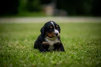 Gray Girl, a female Bernese Mountain Dog for sale in Shelbina, MO – 3 of 10