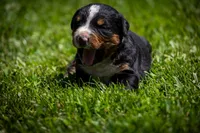 Black Girl, a female Bernese Mountain Dog for sale in Shelbina, MO – 2 of 10