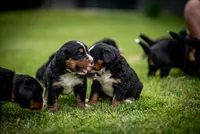 White Girl, a female Bernese Mountain Dog for sale in Shelbina, MO – 6 of 10