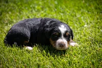 White Girl, a female Bernese Mountain Dog for sale in Shelbina, MO – 2 of 10