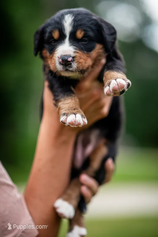 Black Girl – Bernese Mountain Dog puppy for sale in Shelbina, MO