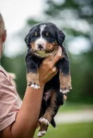 Orange Boy, a male Bernese Mountain Dog for sale in Shelbina, MO – 4 of 10