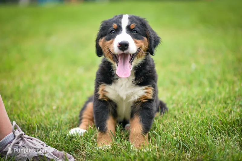 Green Boy – Bernese Mountain Dog puppy for sale in Shelbina, MO