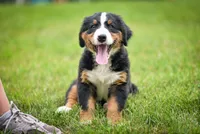 Green Boy, a female Bernese Mountain Dog for sale in Shelbina, MO – 1 of 9