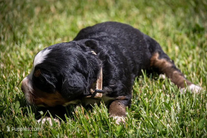 White Girl – Bernese Mountain Dog puppy for sale in Shelbina, MO