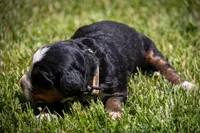 White Girl, a female Bernese Mountain Dog for sale in Shelbina, MO – 1 of 10