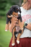 Black Girl, a female Bernese Mountain Dog for sale in Shelbina, MO – 2 of 10