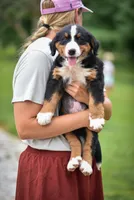Green Boy, a female Bernese Mountain Dog for sale in Shelbina, MO – 3 of 9