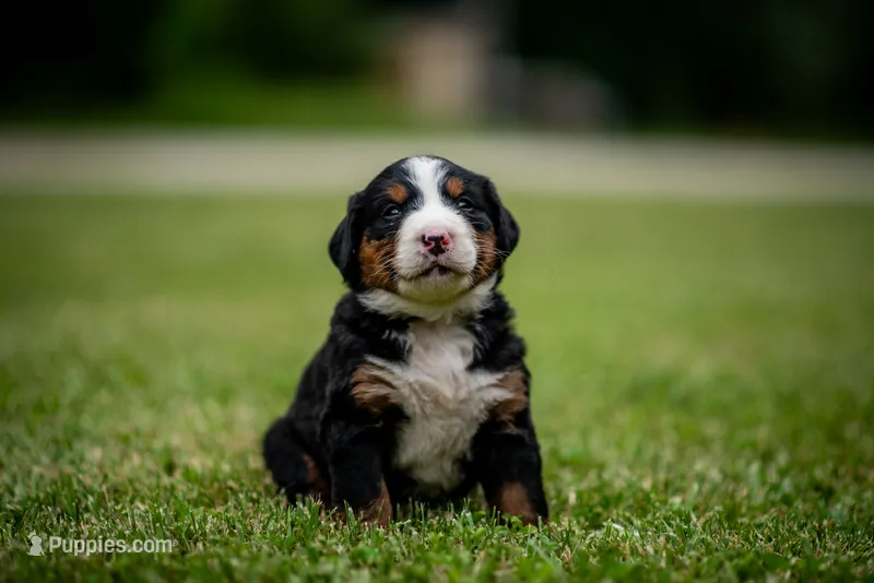 Pink Girl – Bernese Mountain Dog puppy for sale in Shelbina, MO