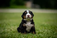 Pink Girl, a female Bernese Mountain Dog for sale in Shelbina, MO – 1 of 10
