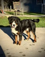 Gray Girl, a female Bernese Mountain Dog for sale in Shelbina, MO – 10 of 10