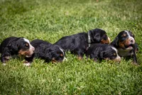 Light Green Girl, a female Bernese Mountain Dog for sale in Shelbina, MO – 4 of 10